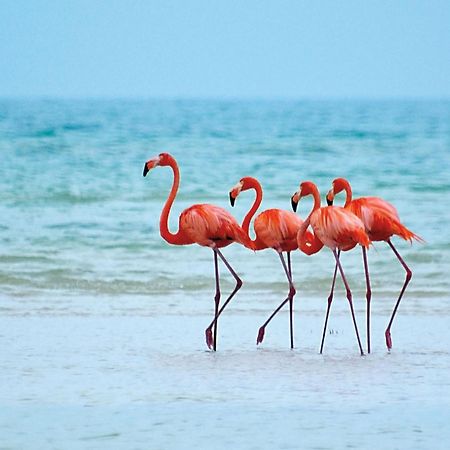 El Corazon Mexican0 Isla Holbox Zewnętrze zdjęcie