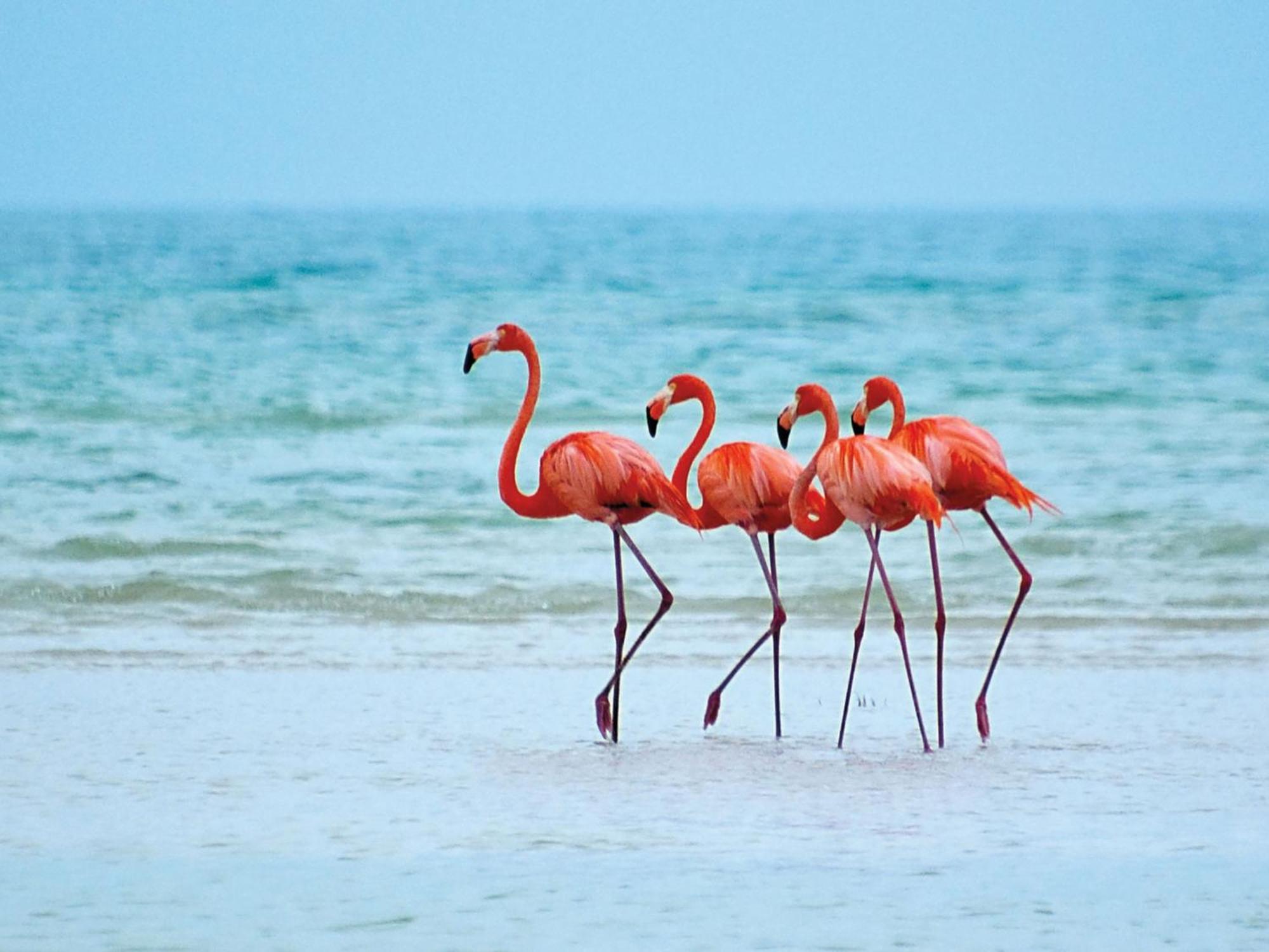 El Corazon Mexican0 Isla Holbox Zewnętrze zdjęcie